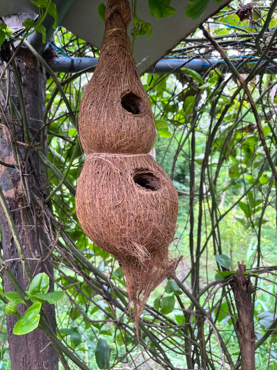 Coir bird nest eco decor