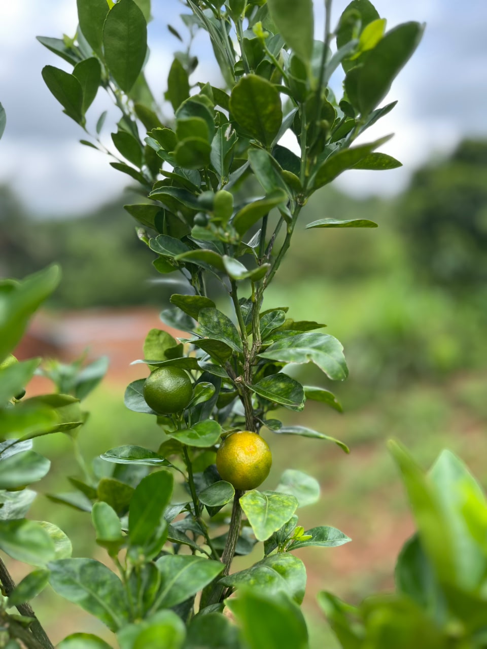 Organic lime tree