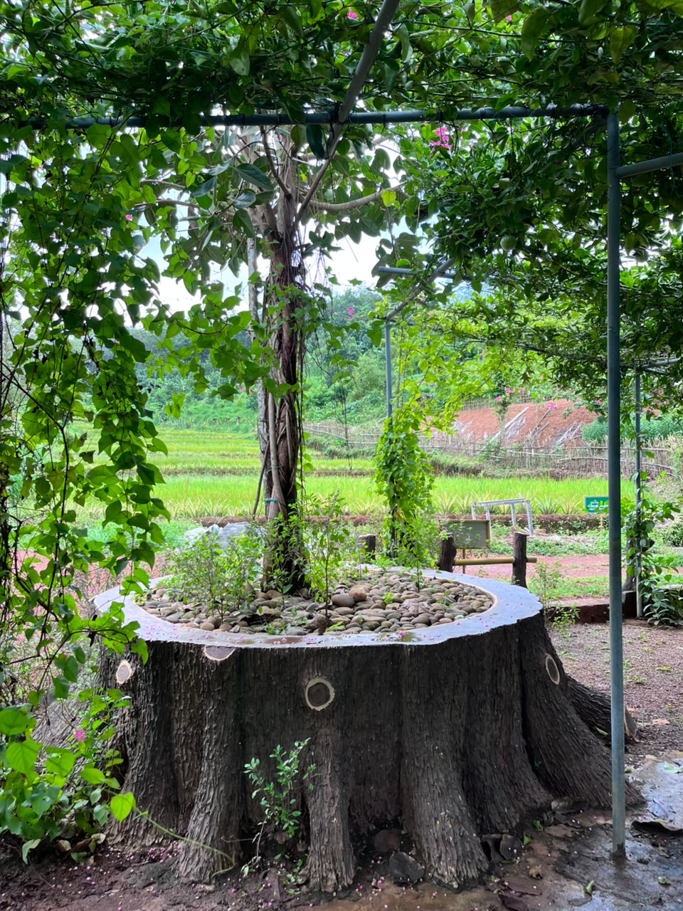 Tree stump garden with paddy view